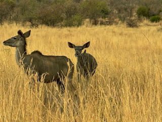 Two deer standing in a dry grassy field in a natural setting.