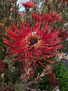 A vibrant red pincushion protea flower in full bloom.