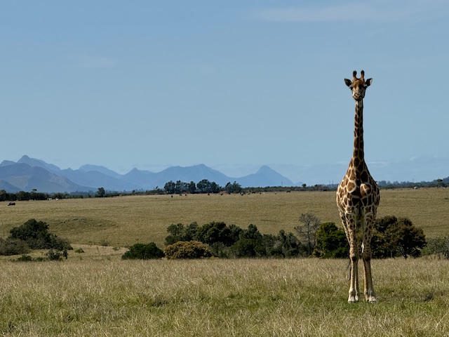 A solitary giraffe stands in a vast grassland with mountains in the background.