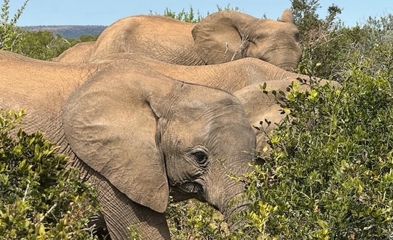 Two elephants grazing near bushes in a natural habitat.